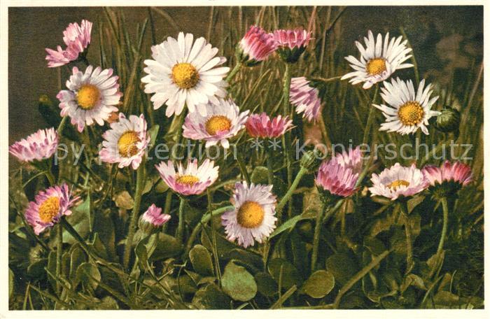 Blumen Bellis Perennis Gänseblümchen Massliebc
