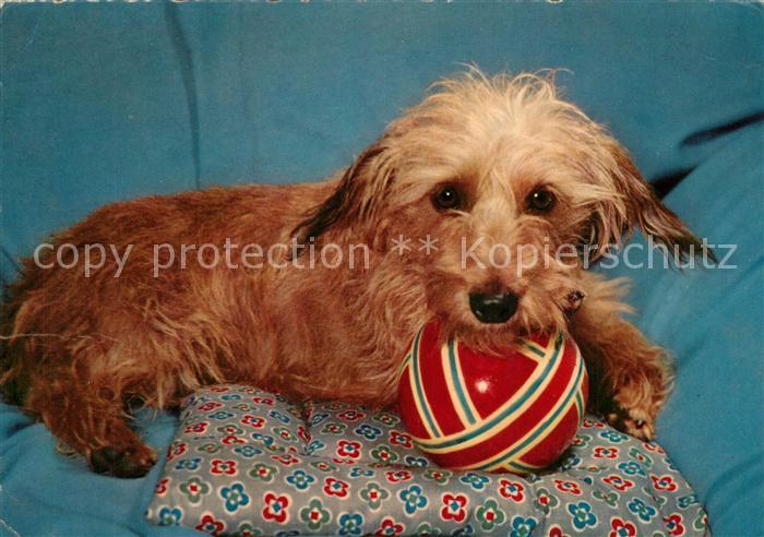 Hunde Ball