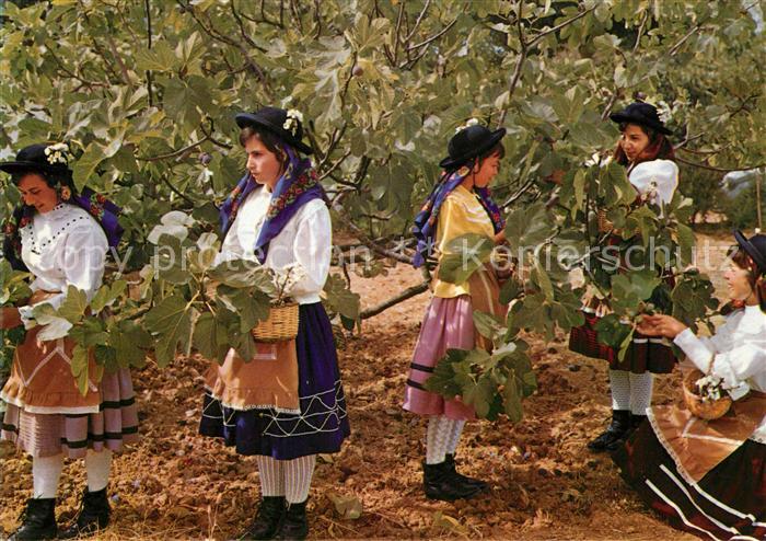 Ernte Landwirtschaft Tracht Algarve Colhendo Figos Feigenbau