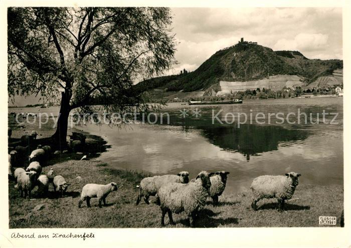 Schafe Drachenfels Foto-Kessel-Nr. 1229