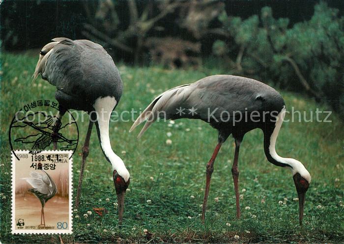 Voegel Birds Oiseaux Uccelli Pajaros-- Weissnackenkranich