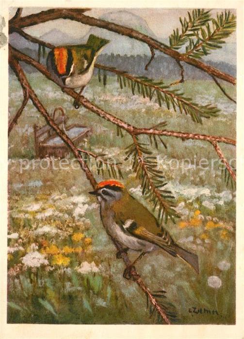 Voegel Birds Oiseaux Uccelli Pajaros-- Sommergoldhaehnchen Regulus ignicapilla K