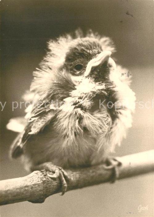 Voegel Birds Oiseaux Uccelli Pajaros--