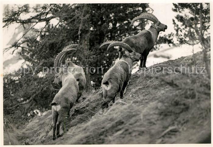 Steinbock