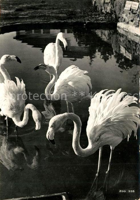 Flamingo Zoo Zuerich