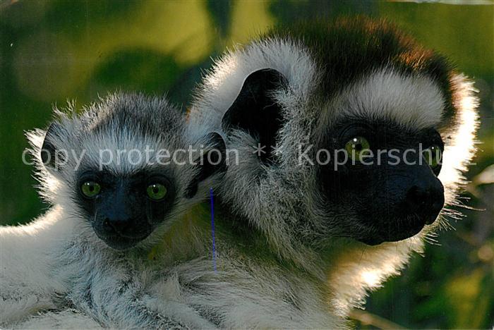 Tiere Sifaka Madagaskar