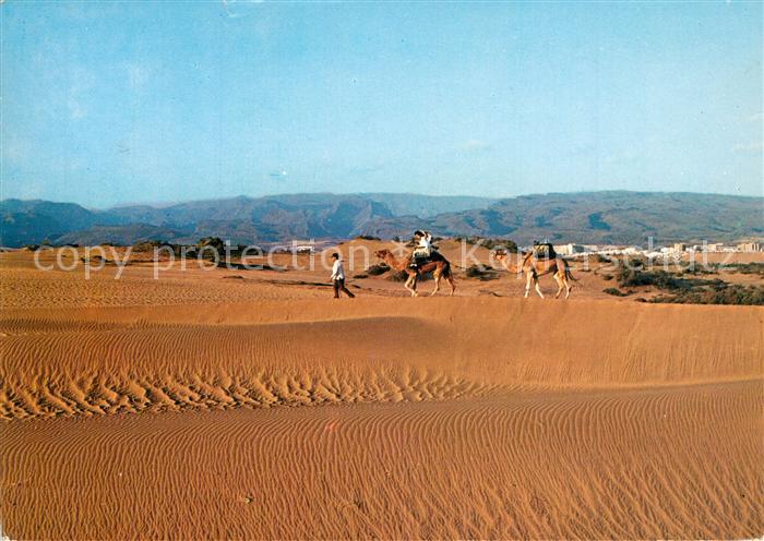 Maspalomas Dunas Duenenlandschaft Kamele