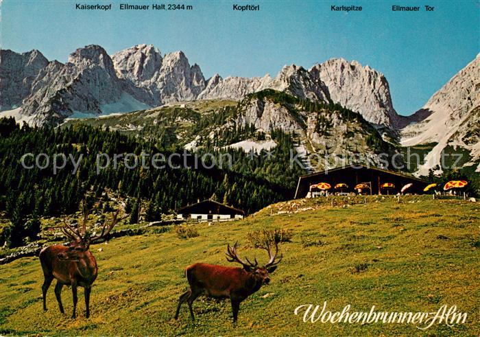 Ellmau Tirol Wochenbrunner Alm mit Wildpark Jausenstation Kaisergebirge