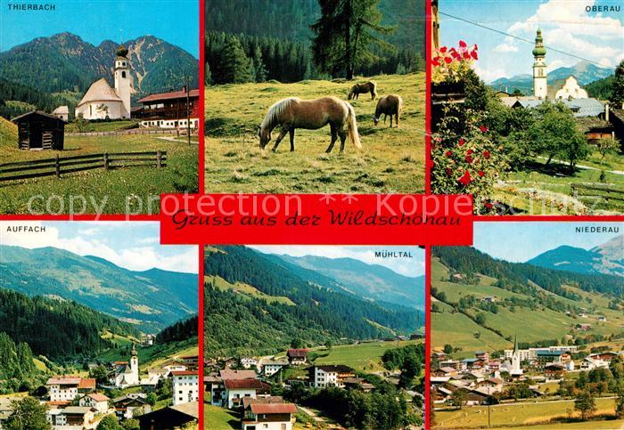 Wildschoenau Tirol Ortschaften der Umgebung Haflinger Pferde