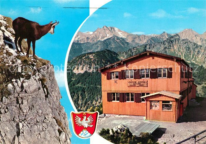 Pfronten Ostallgaeu Bayern Gemse am Breitenberg Ostlerhuette Gaishorn Alpenpanor