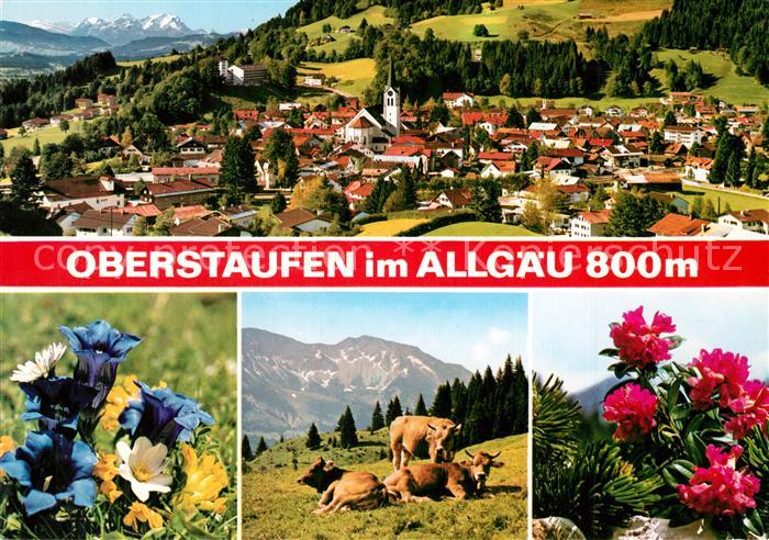 Oberstaufen Panorama Weiderinder Bergflora