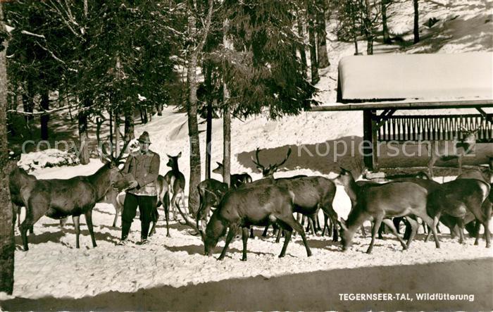 Bad Wiessee Wildfuetterung im Tegernseer Tal im Winter