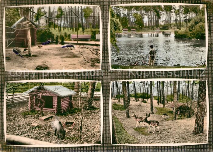 Ruesselsheim Main Ostpark Tierpark Schwanenteich