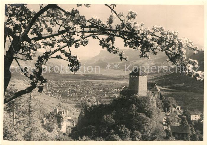 Merano Meran Castel Tirolo Schloss Tirol Baumbluete