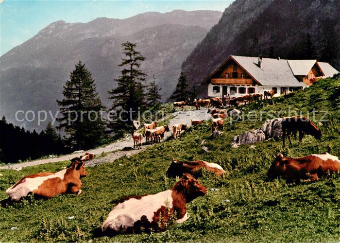 Golling Salzach Jochalm Bluntautal Kuehe