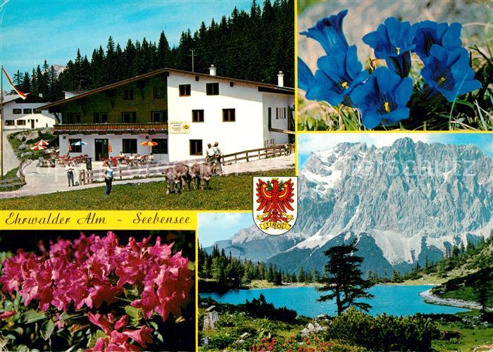 Ehrwald Tirol Ehrwalder Alm Seebensee Wettersteingebirge Alpenflora