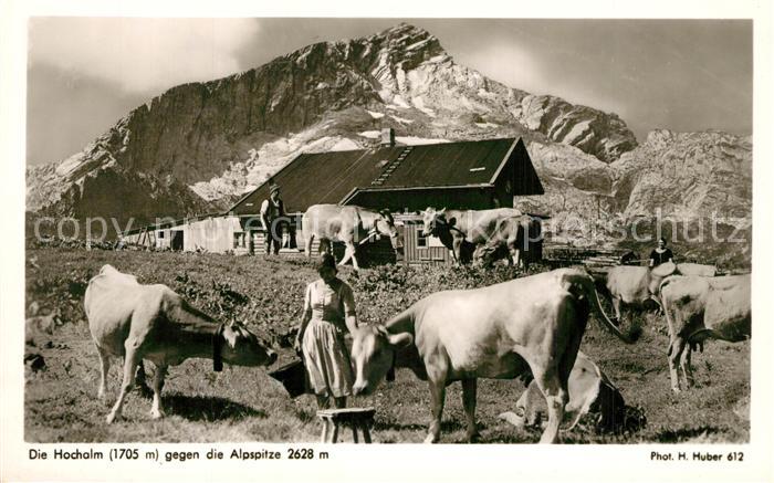 Foto Huber H. Nr. 612 Hochalm Alpspitze Kühe