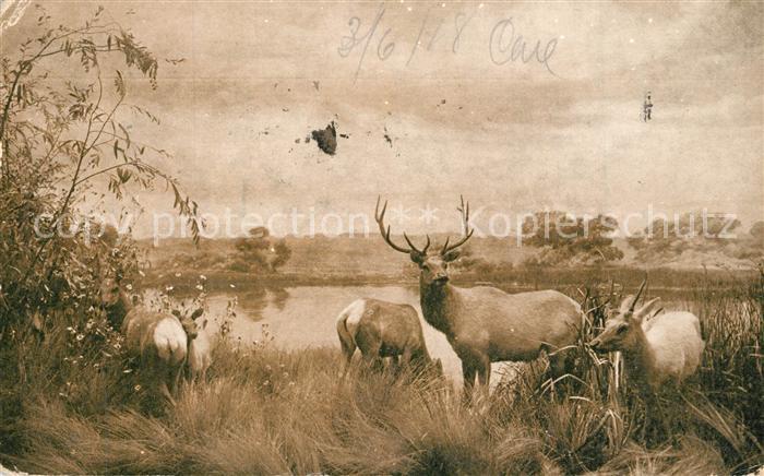 Elch San Joaquin Valley Elk Group