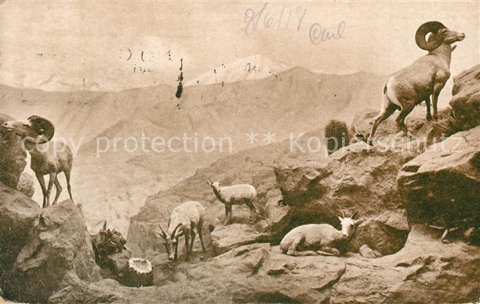 Ziege Desert Mountain Sheep Group