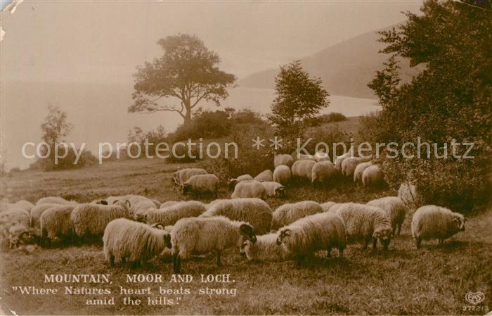 Schafe Foto-EAS-Nr. 2722/3