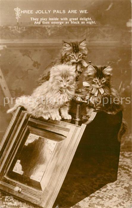 Katzen Foto-EAS-Nr. 3506/3