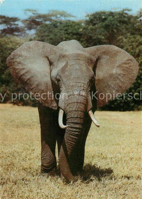 Elefant Afrikanischer Steppenelefant