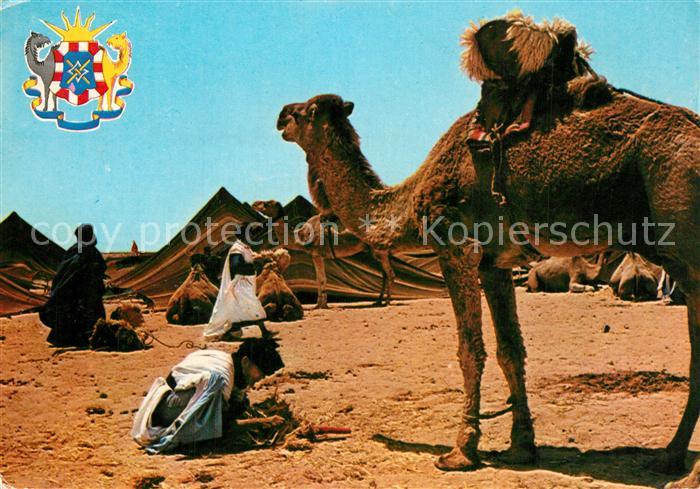 Kamel  Camel Chameau Tan-Tan Maroc