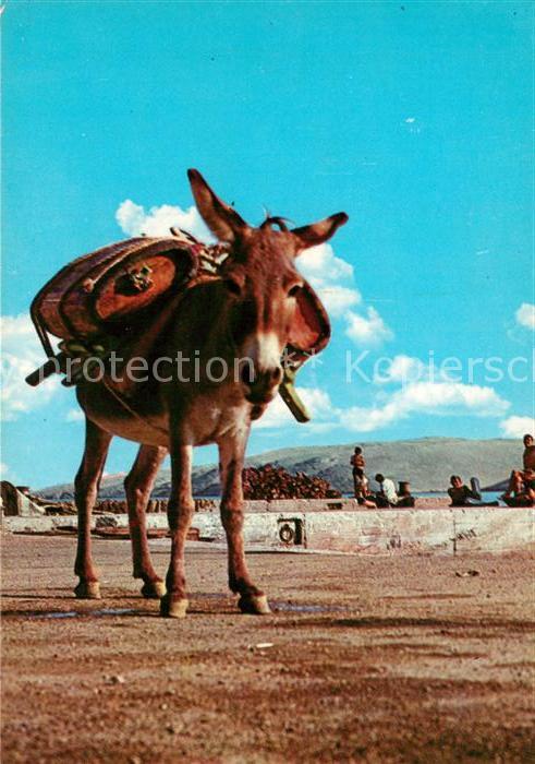 Esel Tiere