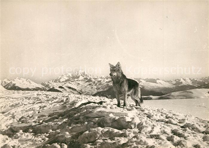 Hunde Col de la Madeleine Mont-Blanc Son Gardien Tabou