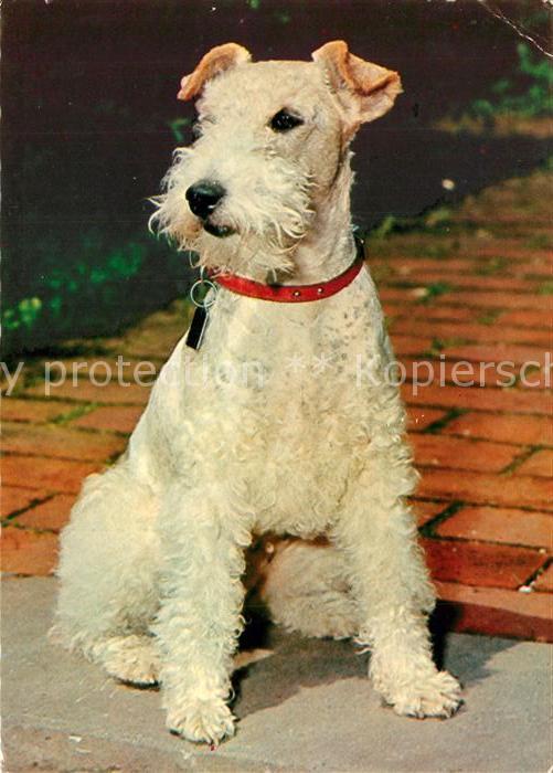Hunde