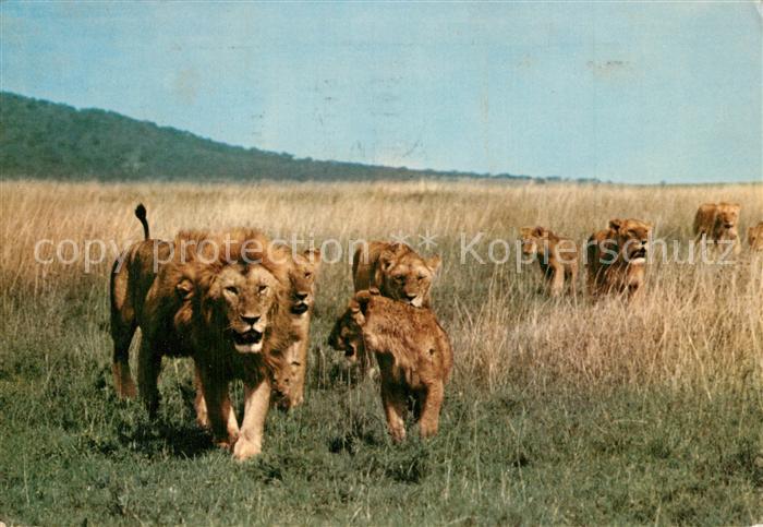 Loewe East Africa