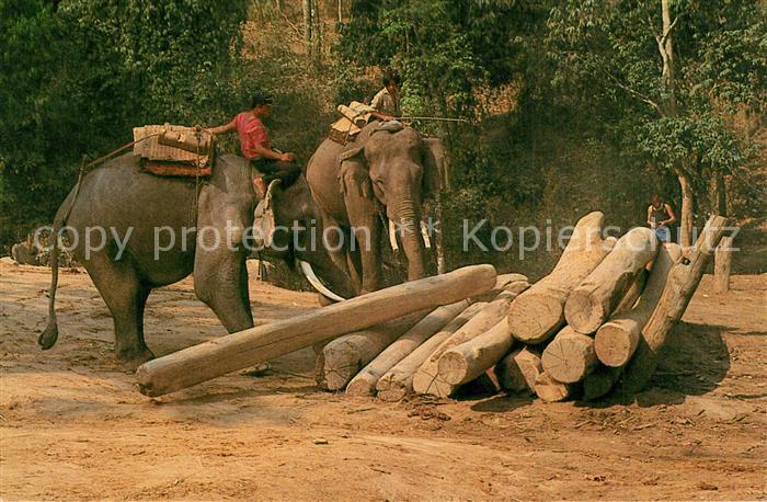 Elefant Trained Elephants carring Teak-Logs Chiangmai North Thailand