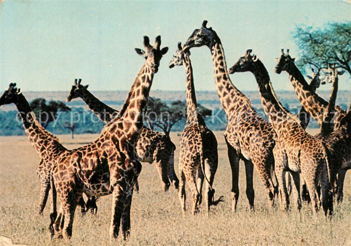 Giraffe