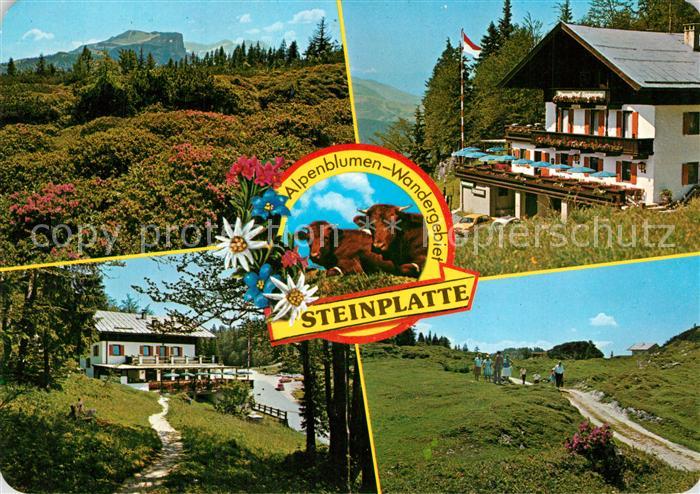 Waidring Tirol Alpengasthof Steinplatte Restaurant Cafe Almvieh Kuehe Alpenblume