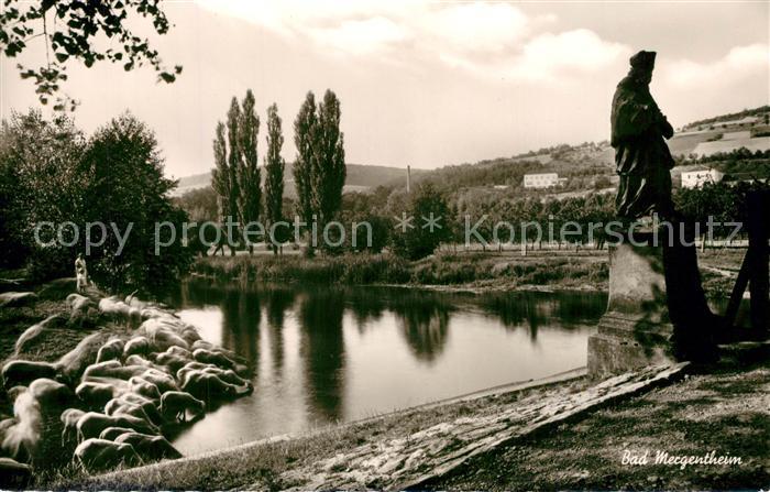 Bad Mergentheim Panorama Schafherde