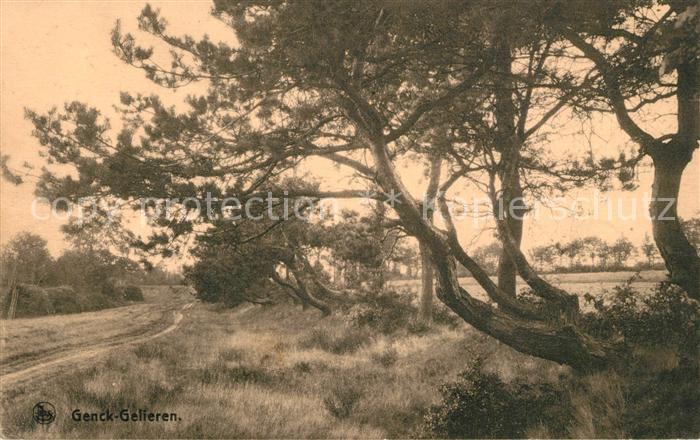 Gelieren Landschaftspanorama Alte Baeume