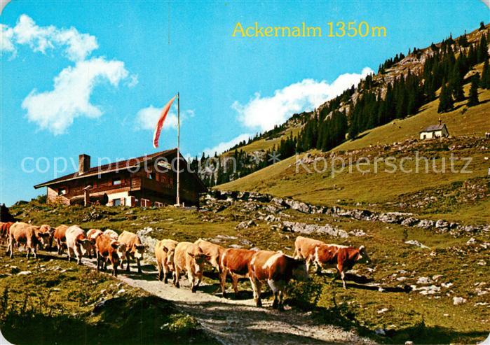 Thiersee Jausenstation Ackernalm Almvieh Kuehe Kapelle
