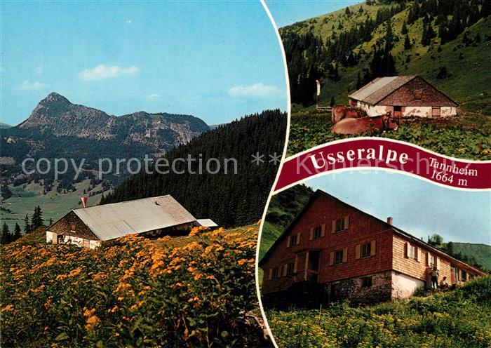 Tannheim Tirol Usseralpe Almvieh Kuehe Landschaftspanorama Tannheimer Tal