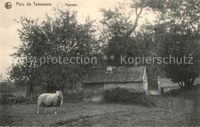 Tervueren Paysage Mouton Landschaft Schaf