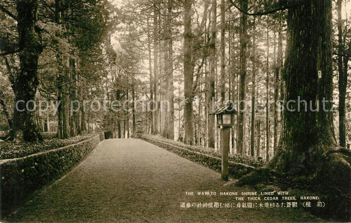 Hakone Way to Hakone Shrine thick cedar trees