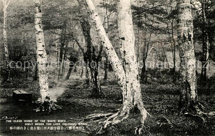 Nikko White Birch Dimly beside Lake Chuzenji Birkenwald Natur