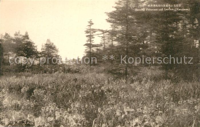 Karuizawa Evening Primroses and Larches Landschaftspanorama