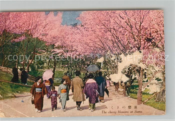 Suma Japan The cherry blossoms Kirschbluete