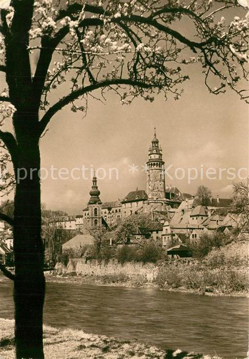 Cesky Krumlov Motiv im Fruehling Baumbluete