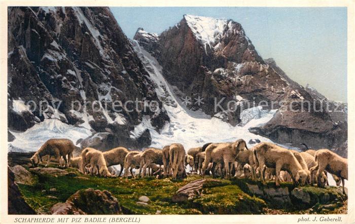 Foto Gaberell J. Nr. 9451 Schafherde Piz Badile Bergell