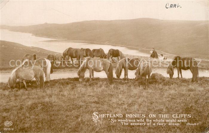 Pferde Shetland Ponies