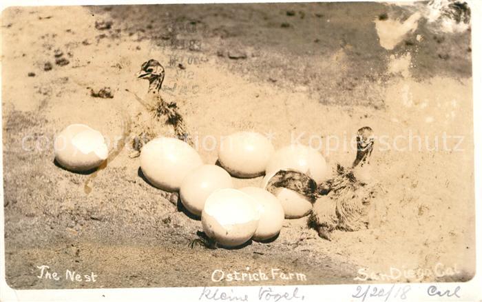 Voegel Birds Oiseaux Uccelli Pajaros-- Strauss Ostrich Farm San Diego California