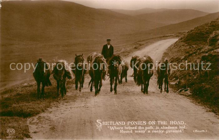 Pferde Shetland Ponies