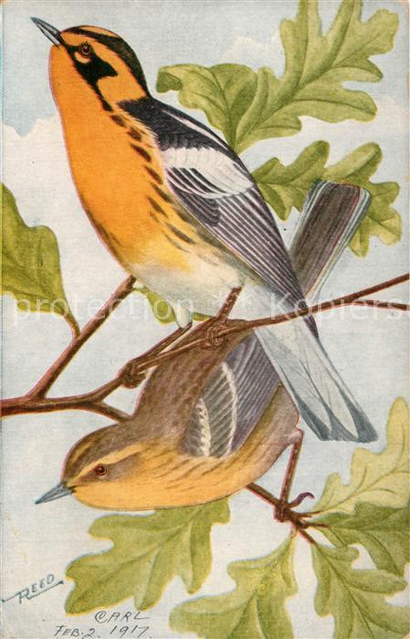 Voegel Blackburnian Warbler Fichtenwaldsänger