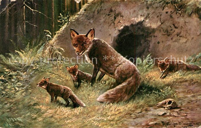 Fuchs Tiere Kuenstlerkarte Mueller Junior